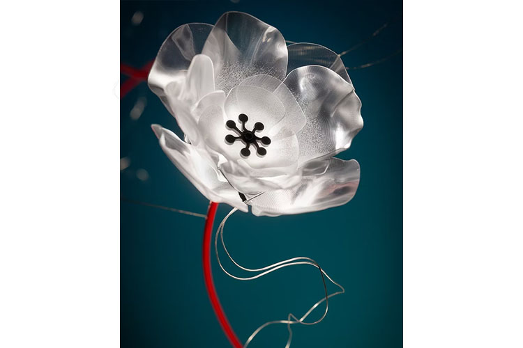 Poppy 14